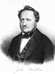 Photo of Johannes Peter Müller